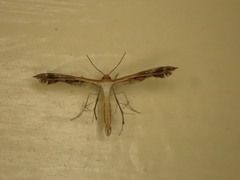 Oxyptilini