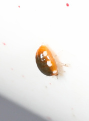 Coniopteryginae