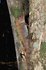 Gonocephalus liogaster