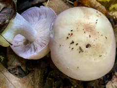 Cortinarius