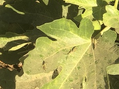 Sceliphron caementarium