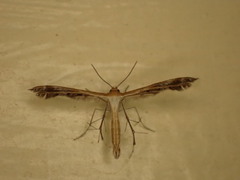 Oxyptilini