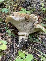 Catathelasma imperiale