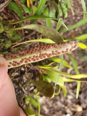 Pyrrosia eleagnifolia