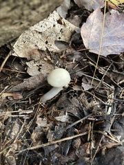 Hygrophoraceae