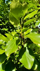 Griselinia littoralis