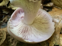 Cortinarius