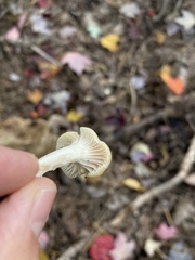 Hygrophoraceae