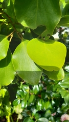 Griselinia littoralis