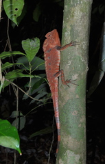Gonocephalus doriae
