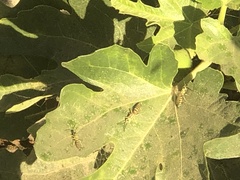 Sceliphron caementarium