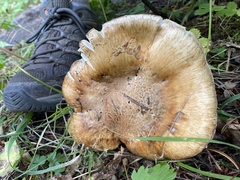 Catathelasma imperiale