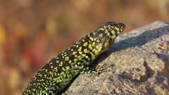 Liolaemus zapallarensis