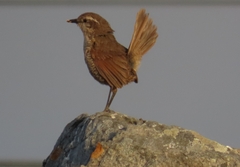 Scelorchilus albicollis