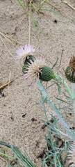 Cirsium pitcheri