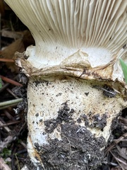 Catathelasma imperiale