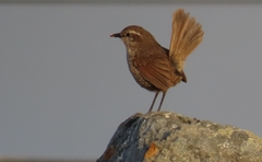 Scelorchilus albicollis