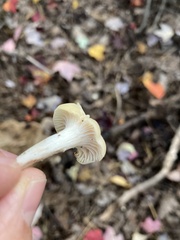 Hygrophoraceae