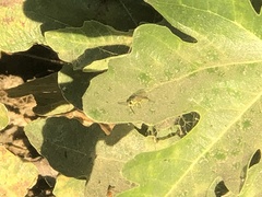 Sceliphron caementarium