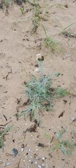 Cirsium pitcheri