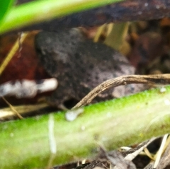 Hyla arenicolor