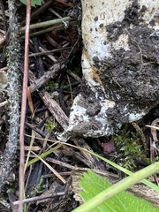 Catathelasma imperiale