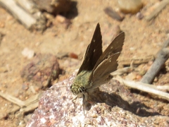 Hesperilla crypsigramma