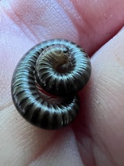Parajulidae