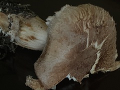 Catathelasma imperiale