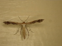 Oxyptilini
