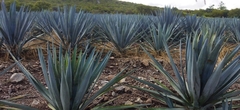Agave tequilana