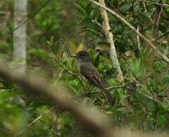 Myiarchus