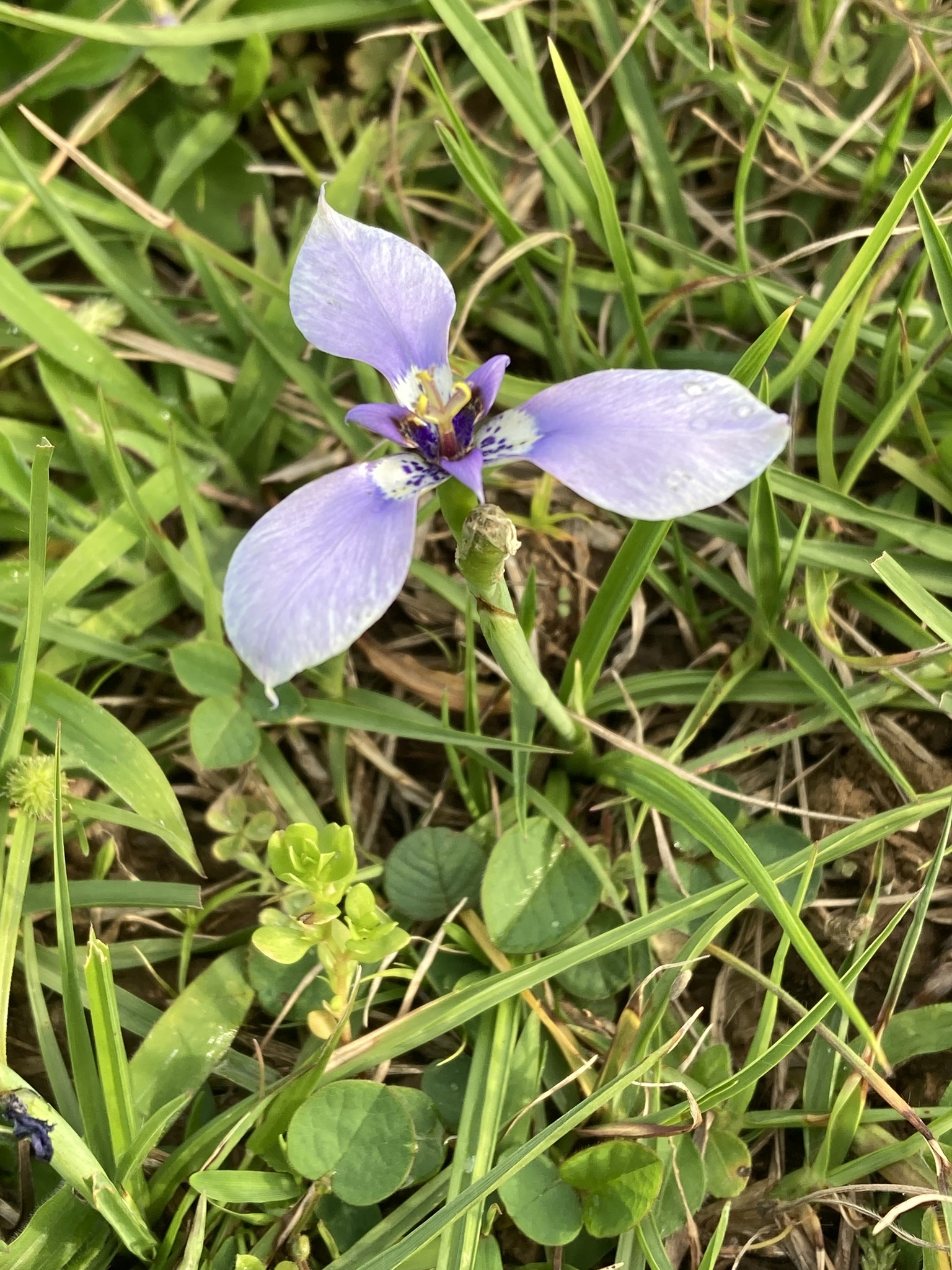 Herbertia lahue