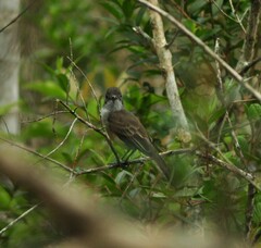 Myiarchus