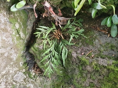 Asplenium flaccidum