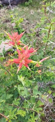 Castilleja tenuiflora