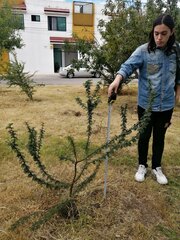 Vachellia schaffneri