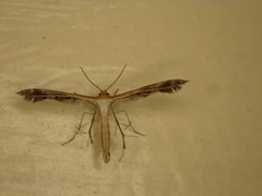 Oxyptilini
