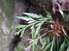 Asplenium flaccidum