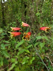 Alstroemeria psittacina