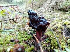 Gyromitra esculenta