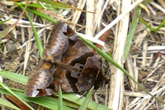 Euclidia ardita