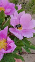 Trichiotinus assimilis