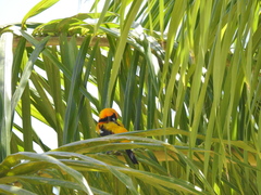 Icterus auratus