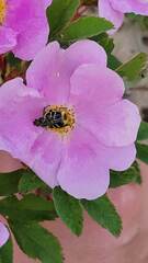 Trichiotinus assimilis