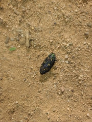 Chrysobothris gemmata
