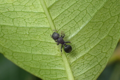 Cataulacus granulatus