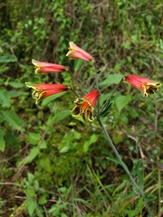 Alstroemeria psittacina