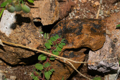 Euphorbia velleriflora