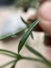 Menodora